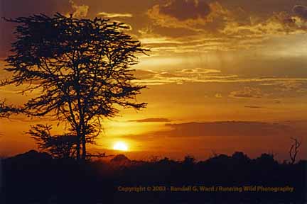 Sunset behind acacia tree - Serengeti National Park, Tanzania
