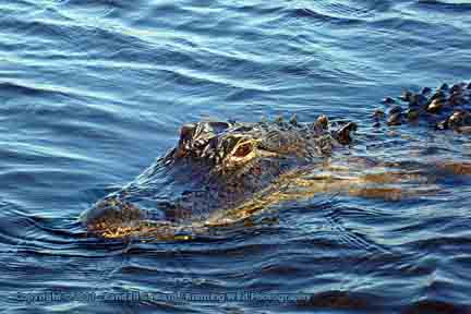 Alligator, large male - Everglades, FL