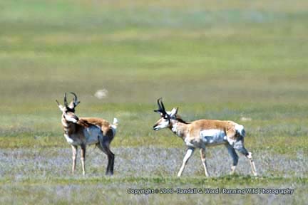 Pronghorn Antelope males - Hwy 58, CA