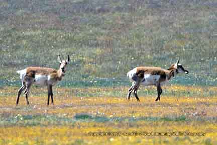 Pronghorn antelope females -Shell Creek Road, Hwy 58, CA