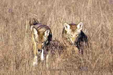 Coyote pair hunting - Cambria, CA
