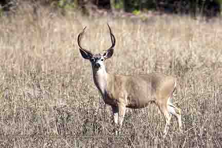 Deer, large buck - Cambria, CA
