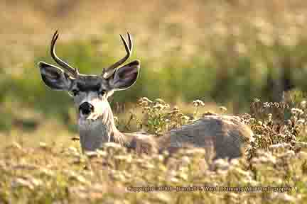 Deer in wildflowers - Cambria, CA