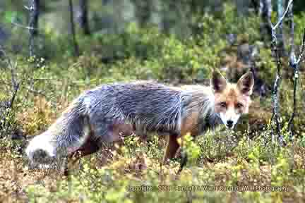 Gray Fox - Suomussalmi, Finland