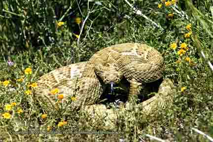 Rattlesnake, mojave green - Rosamond, CA