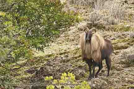 Himalayan Tahr Goat - wild from old Hearst Zoo, San Simeon Hills, CA