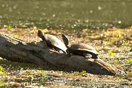 Turtle pair - Clear Lake, CA