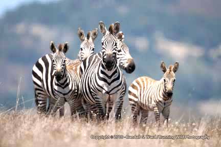 Zebra group - wild from Hearst Zoo, San Simeon Hills, CA
