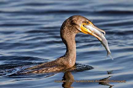 Cormorant swallowing fish - Bolsa Chica Wetlands, Huntington Beach, CA