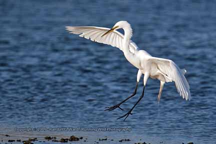 Great White Egret landing - Bolsa Chica Wetlands, Huntington Beach, CA
