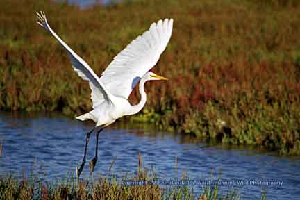 Great White Egret taking off - Bolsa Chica Wetlands, Huntington Beach, CA