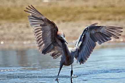 Redish-egret fishing - Bolsa Chica Wetlands, Huntington Beach, CA