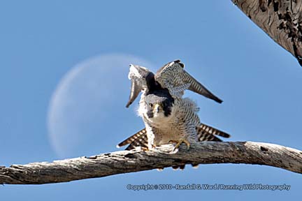 Peregrine Falcon with moon - Bolsa Chica Wetlands, Huntington Beach, CA
