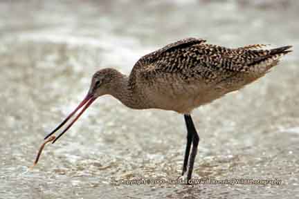 Marbled Godwit with worm - Bolsa Chica State Beach, CA