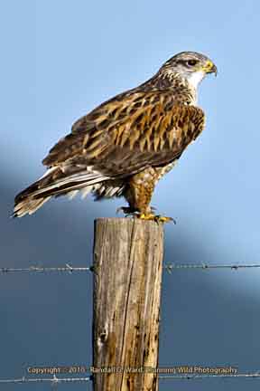 Ferruginous hawk on fence post - Cambria, CA