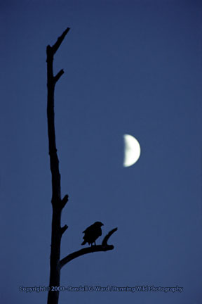 Red-tailed Hawk silhouette - Bolsa Chica Wetlands, Huntington Beach, CA