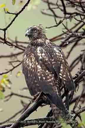 Red Tail Hawk juvenile in tree - Cambria, CA