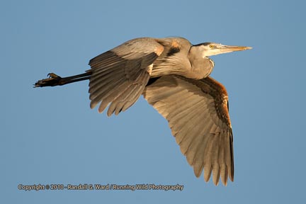 Great Blue Heron in flight - Bolsa Chica Wetlands, Huntington Beach, CA