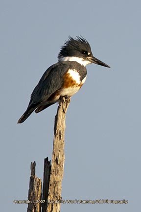 Belted Kingfisher - Bolsa Chica Wetlands, Huntington Beach, CA