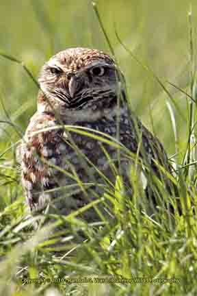 Burrowing Owl in grass, Bolsa Chica Wetlands, Huntington Beach, CA