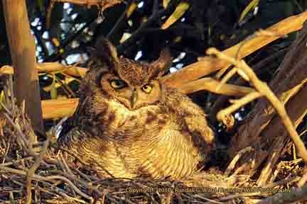Great Horned Owl in nest - Bolsa Chica Wetlands, Huntington Beach, CA