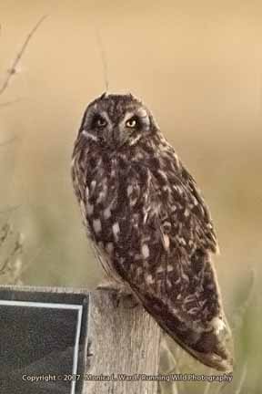 Short-eared owl on sign - Bear River Refuge, UT