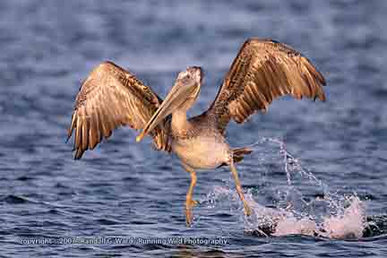 Brown Pelican taking off - Bolsa Chica Wetlands, Huntington Beach, CA
