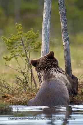 Young bear trying to climb out of lake - Finland