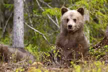Bear cub sitting up - Finland