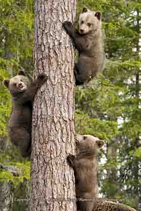 Three bear cubs in tree avoiding large males - Finland