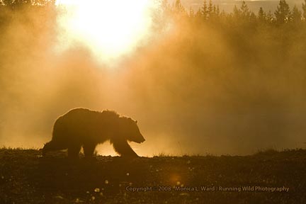 Bear in early morning sun - Finland