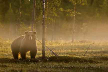 Bear in early mornning sun and fog - Finland