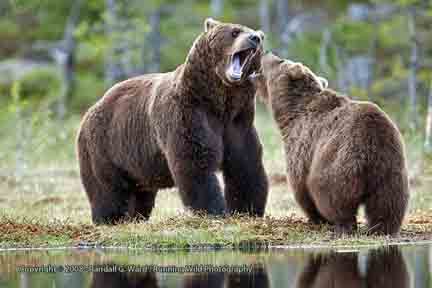 Male and female bears courting - Finland
