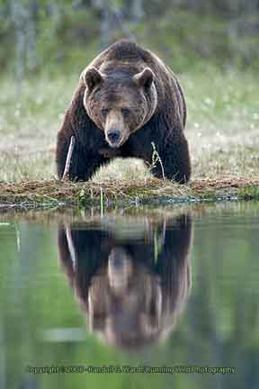 Male bear with reflection, Finland
