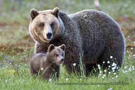 Mom with cub close - Finland