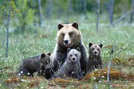 Bear mom with 3 very cute cubs - Finland