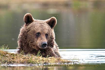 Bear sitting in lake - Finland