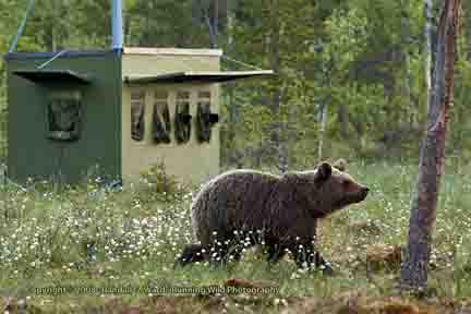 Bear walking past neighbor's hide - Finland