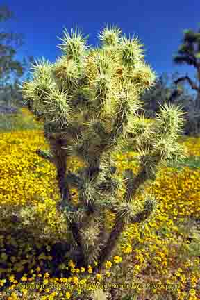 Cholla plant in yelllow wildflowers - Lancaster, CA