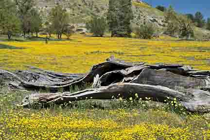 Yellow wildflowers in field with dead tree - Shell Creek Road, Hwy 58 CA