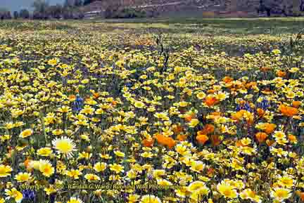 Wildflowers in field - Shell Creek Road, Hwy 58, CA
