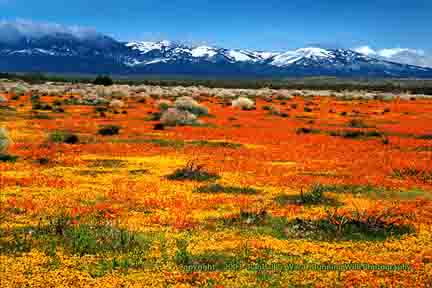 Poppies and snow - Lancaster, CA