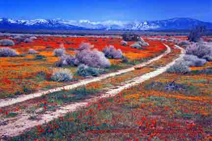 Dirt road through poppy field - Rosamond, CA