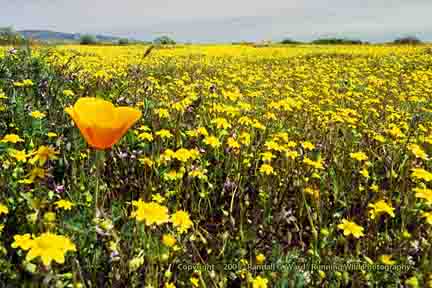 Poppy in yellow flowers - Lancaster, CA