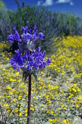 Large purple wildflower - Rosamond, CA