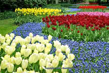 Tulips, multi-colored - Keukenhof, Lisse, Netherlands