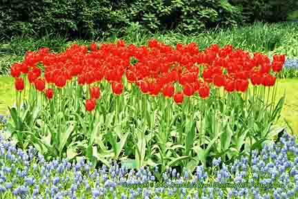 Orange tulips in blue flowers - Keukenhof, Lisse, Netherlands