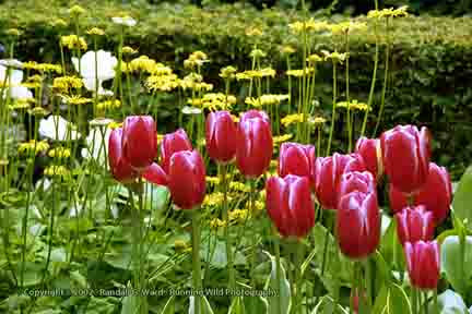 Red and white tulips with yellow floweres - Keukenhof, Lisse, Netherlands