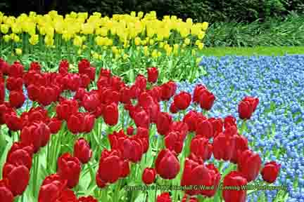Tulips, red and yellow with blue flowers - Keukenhof, Lisse, Netherlands