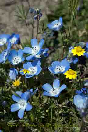 Blue wildflowers - Shell Creek Road, Hwy 58, CA